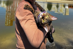 Котик, зображення: Знай.ua