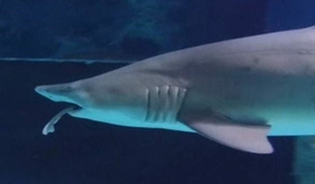 Акула съела другую акулу и стала звездой интернета (видео)