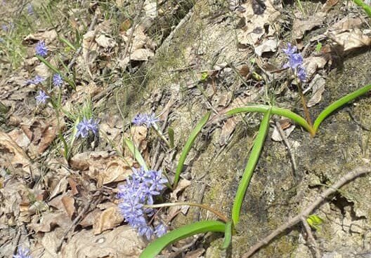 Подснежники, фото из Фейсбука