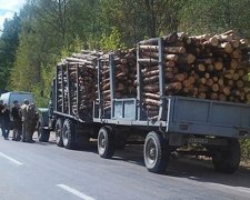 Семенченко обнаружил незаконную вырубку леса в Житомирской области (фото)