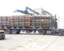   Задержанные мошенники сбыли древесины на 60 миллионов гривен