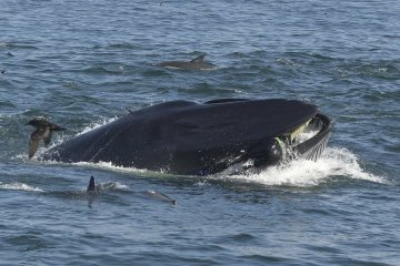 Сучасний Іона: гігантський морський монстр проковтнув живцем неуважного дайвера