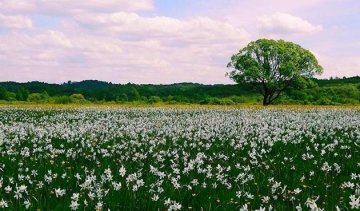 На Закарпатті зацвіла унікальна долина нарцисів