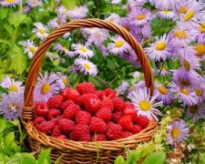 Малинник 16 серпня: історія і традиції свята