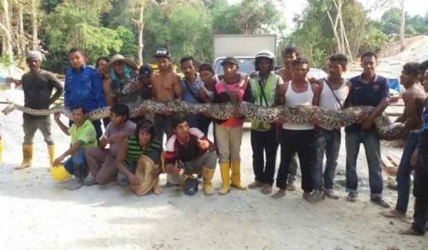 У Малайзії знайшли найбільшу в світі змію (фото)