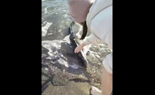 Акула в Одессе, скриншот: Youtube
