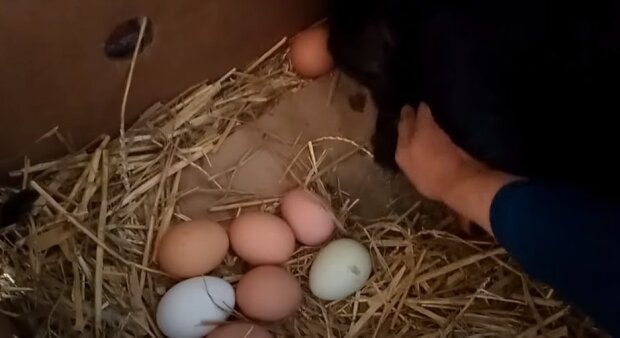 Курячі яйця, скріншот: Youtube