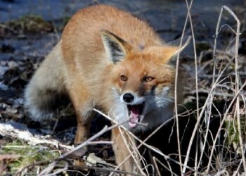 Бешенство, фото mltpl.city