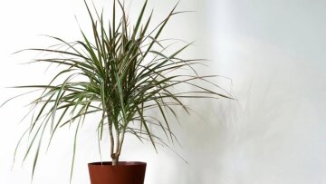 Комнатное растение, Драцена. Фото Цветочек