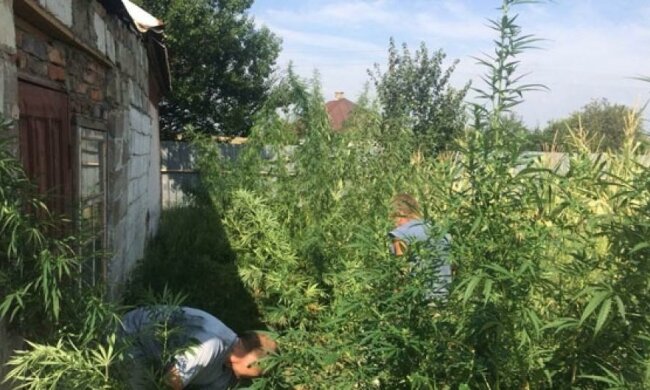 Крестьянин-растаман вырастил себе "конопляный рай" (ФОТО) 