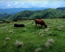 коровы, скриншот из видео