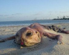 Людина-козел і похорони НЛО: 7 страшних знімків невідомих науці істот