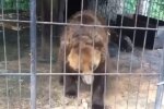 Ведмідь, кадр з відео: Facebook Ірина Галай