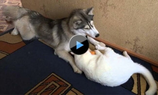 Як хаскі з котом через іграшку побилися