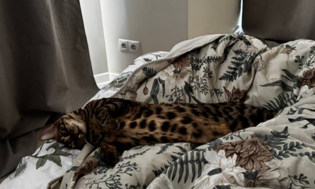 Котик, фото: Знай.ua