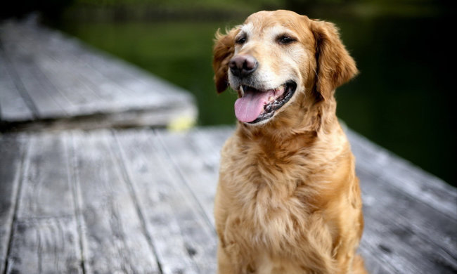 Собаки нюхом чують рак, з точністю до 97%: відкриття вчених, яке допоможе врятувати сотні мільйонів