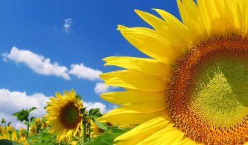 Ученые разгадали загадку подсолнуха