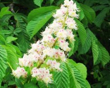 Изюминка в орешке: празднуем юбилей главных символов Киева