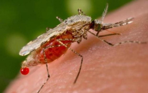 Комахи врятують людство від малярії
