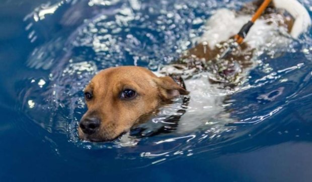 Такого вы ещё не видели: в Германии открылся собачий бассейн