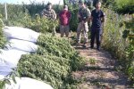Плантація конопель, фото: Одеса онлайн