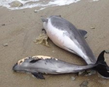 Зоологи б'ють на сполох: окупанти знищують дельфінів