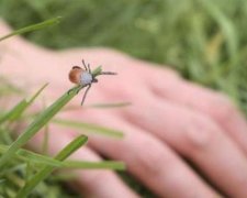 Непомітна небезпека: як вберегтися від кліщів
