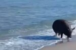 Кабанчик на морі, скріншот відео