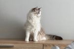Котик, зображення: Знай.ua