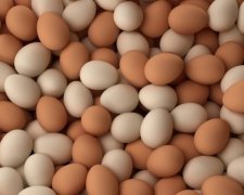 Росія повністю відмовиться від м`яса та яєць з Європи