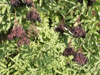 Куст бузины изображение