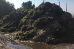 Водорість. Фото: Народний Ревізор.