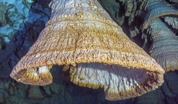 Підводні "пекельні дзвони" потрапили в об'єктив камери