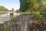 Засів газону у Львові