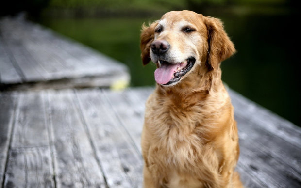 Собаки нюхом чуют рак, с точностью до 97%: открытие ученых, которое поможет спасти сотни миллионов