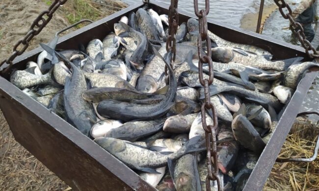 Незаконна риболовля, фото: Нацполіція