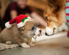 Анекдоти на 5 січня занурять вас у зимову казку