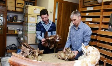 Археологи розкопали нового динозавра