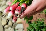 Календарь огородника на апрель: что можно садить и сеять уже со дня на день