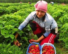 Украинские заробитчане подложили свинью Польше