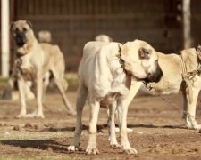 собаки / скриншот из видео