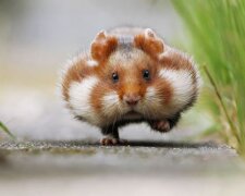 Хомяк. Фото Украинская правда