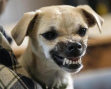 Активісти скінчилися? Окупанти почали судити собак за терроризм