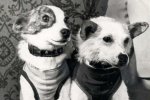 Хвостаті космонавти: як Білка і Стрілка підкорювали космос