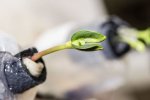 Вчені побудували космічну ферму