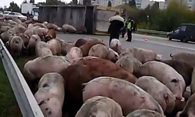 Вантажівка розкидала свиней під Харковом