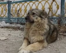 собака, скріншот з відео