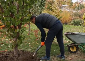 Окапывание деревьев. Фото: скрин