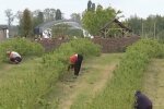 Заробітчани, скріншот: YouTube