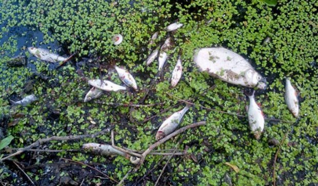 В столичном озере всплыла мертвая рыба